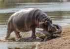 Corajosa! Hipopótamo ataca crocodilo para defender filhote - Reprodução