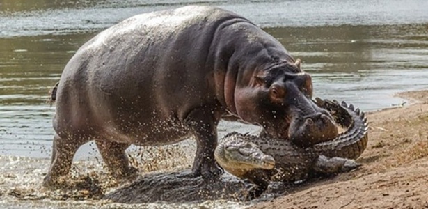 Hipopótamo fêmea ataca crocodilo para defender filhote em parque na África do Sul - Reprodução