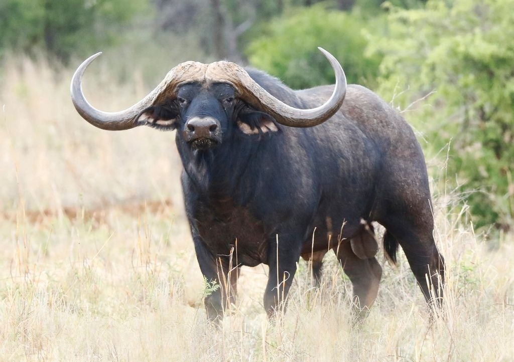 Búfalo africano mais caro do mundo é avaliado em cerca de R$ 46 ...