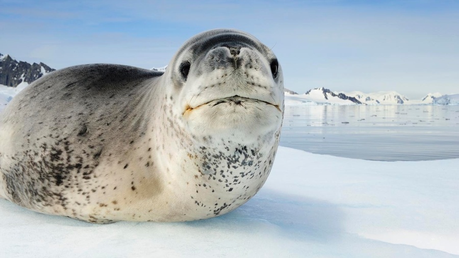 A foca-leopardo parece um animal fofo, mas é um predador violento, perdendo apenas para as baleias na cadeia alimentar local - Brian Skerry/National Geographic Creative