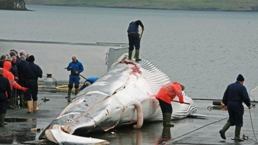 Caça de baleias é criticada por ambientalistas, mas, diferentemente do desmatamento na floresta amazônica, está sujeita a regras rígidas e parâmetros legais - PA 