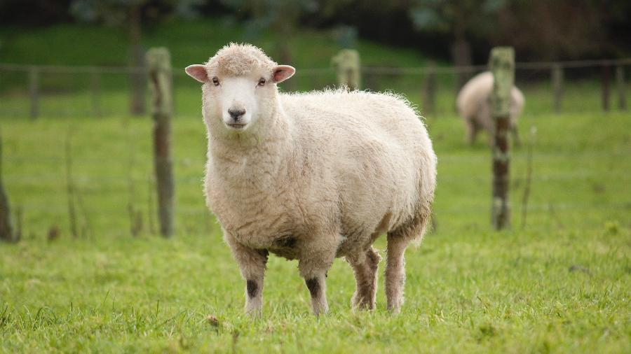 36 ovelhas morreram após receber chip do tamanho errado; outros 25 porcos morreram pelo mesmo motivo - Brackish NZ/iStock