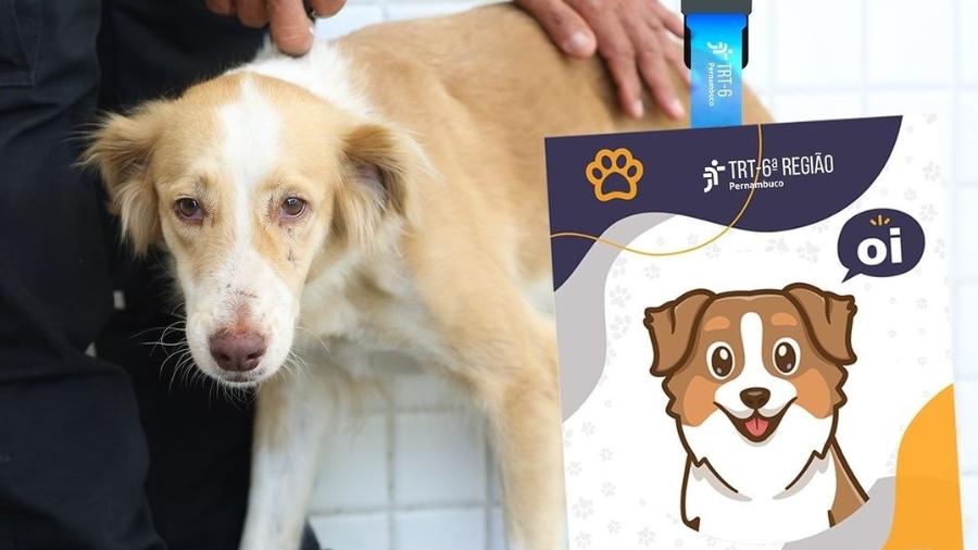 Com cerca de um ano, a cachorrinha conquistou magistrados e servidores, que agora se mobilizam para garantir alimentação e tratamento para CLT. - Reprodução/Instagram