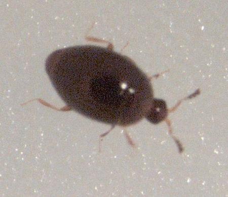 Besouro da espécie orthoporus mede menos que um milímetro - Reprodução/ Wikipédia - Reprodução/ Wikipédia