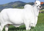 Vaca mais cara do mundo vale R$ 21 milhões e leva vida de 