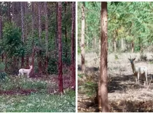 Raro veado-campeiro albino 'se esconde' à sombra de eucaliptos no MS; veja