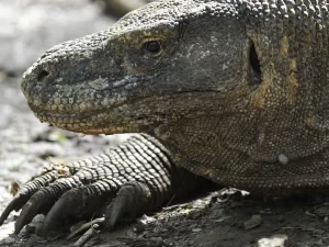 Dente com ferro: como descoberta sobre dragões perigosos pode nos ajudar