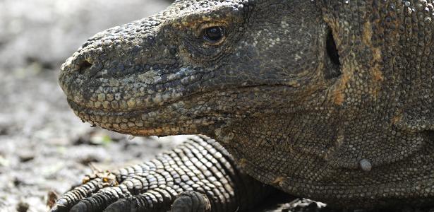 Discovery of real dragons could help dentists