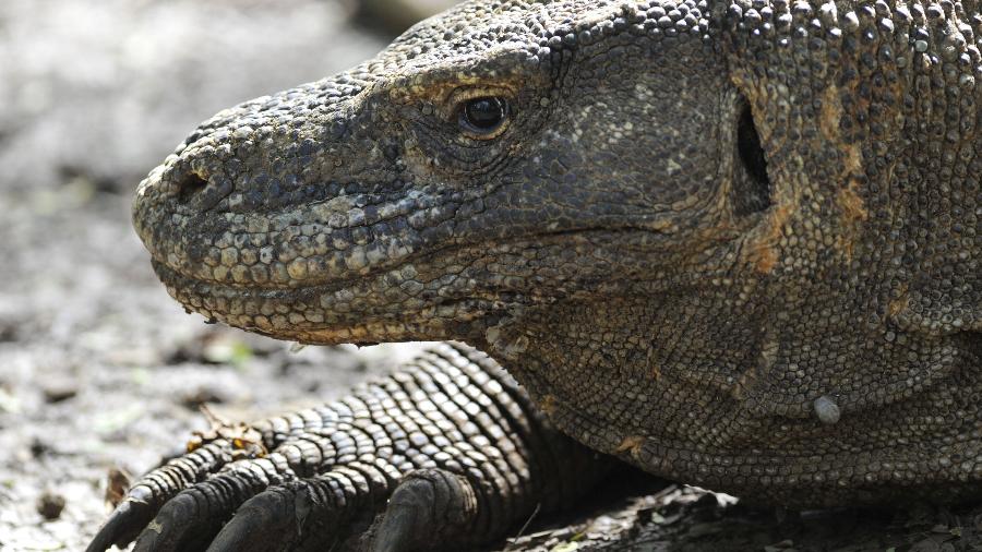 Dragão-de-komodo: espécie vive em algumas ilhas da Indonésia