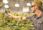 Remédios à base de cannabis serão distribuídos pelo SUS no Espírito Santo - Getty Images/BBC