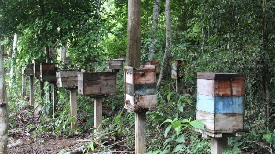 Produção de abelhas sem ferrão despencou na região de Belterra e se tornou economicamente insustentável - Gabriel Siqueira/BBC