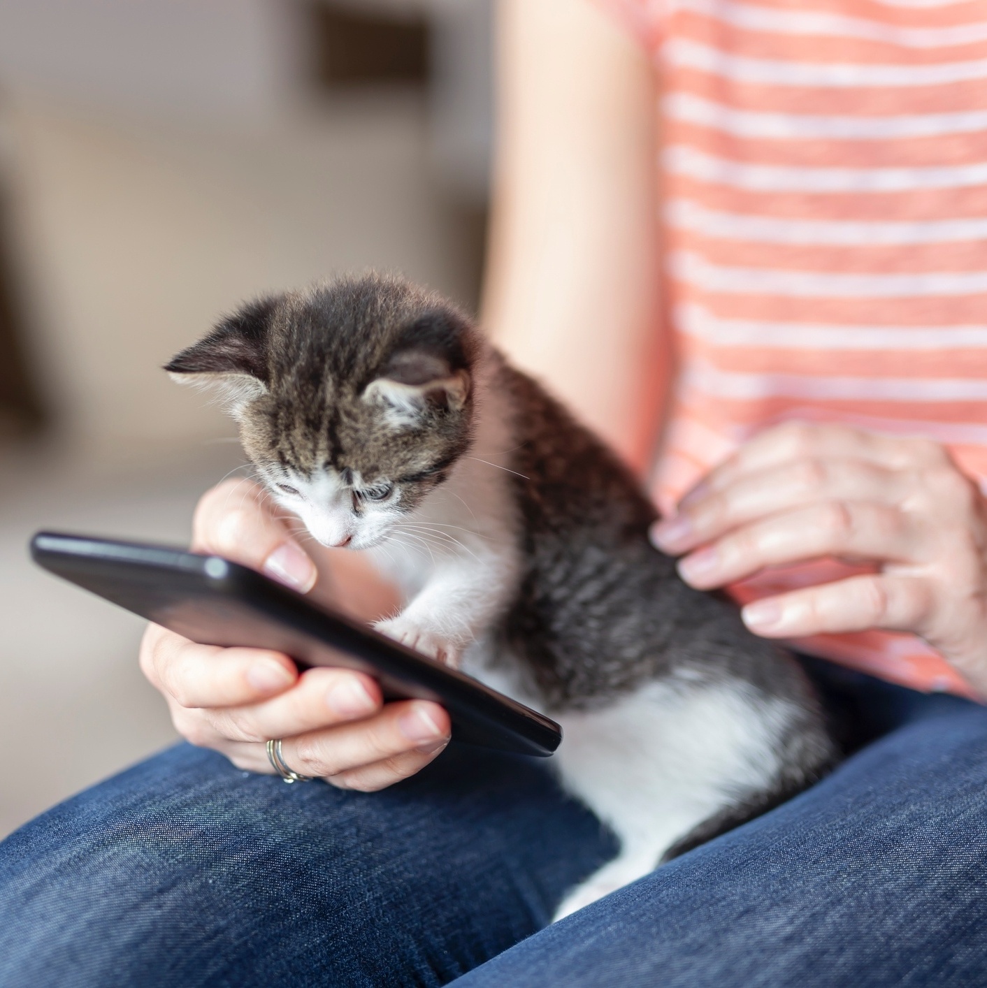 Adeus à bolinha: gatos já jogam no smartphone, mas isso é bom para