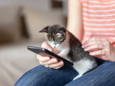 Patas De Gatos Na Tela Cromática De Um Telefone Celular