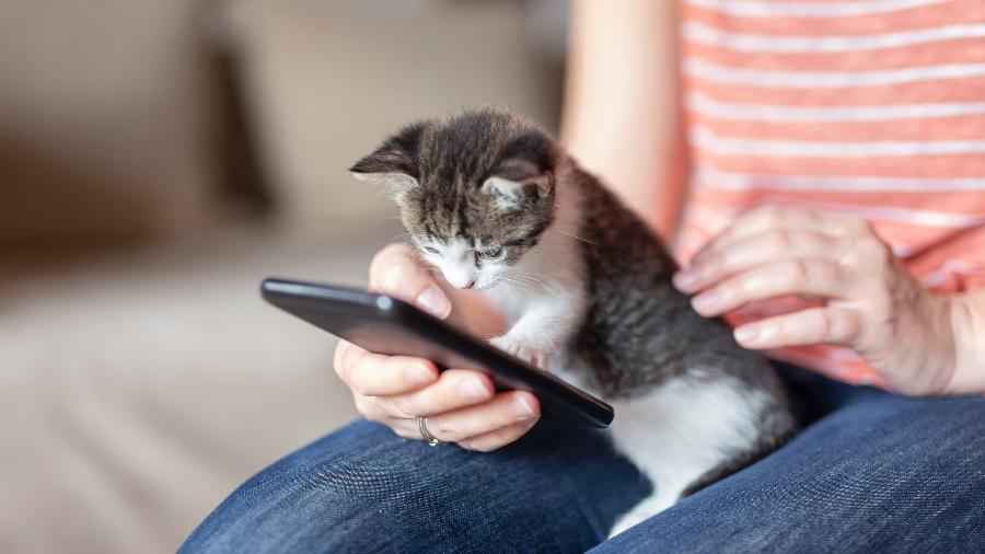 Adeus à bolinha: gatos já jogam no smartphone, mas isso é bom para