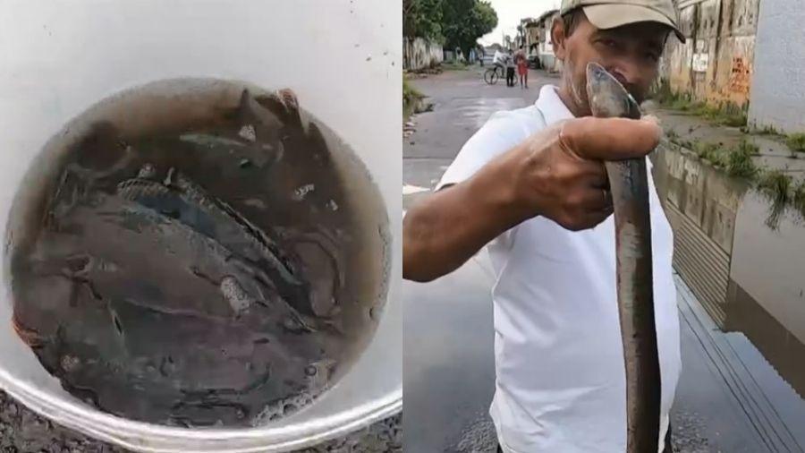 Homens encheram balde de peixes após enchente em Recife - Reprodução/TV Globo