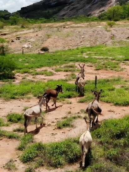 Alguém anda a matar cavalos a tiro. Já foram encontrados 20 abatidos