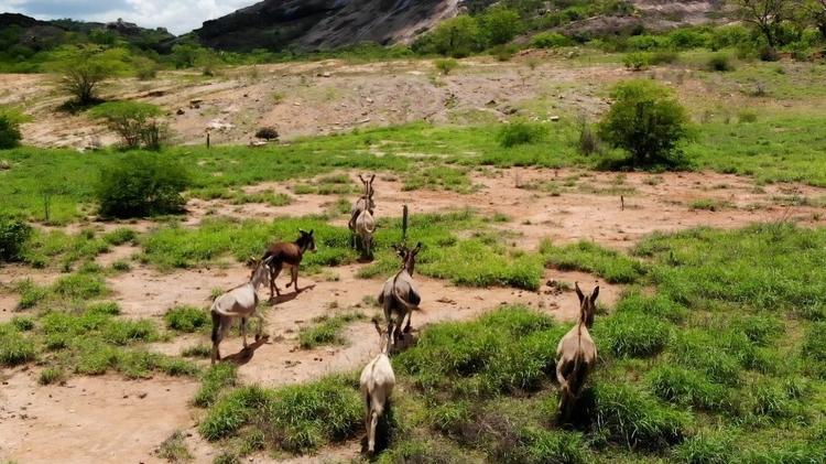 o polêmico abate de jegues no Nordeste para produção de remédio na China - Felix Lima - Felix Lima