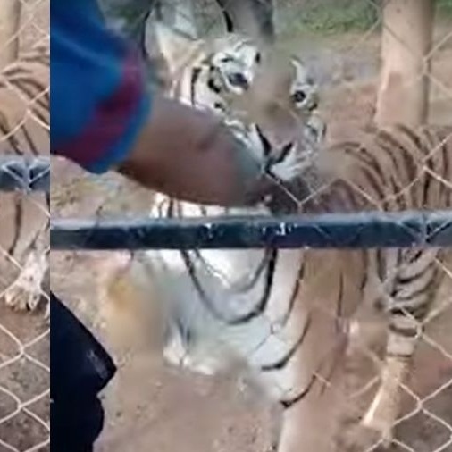 Atuações do São Paulo contra o Tigre: domínio que anima para o  mata-mataJogada 10