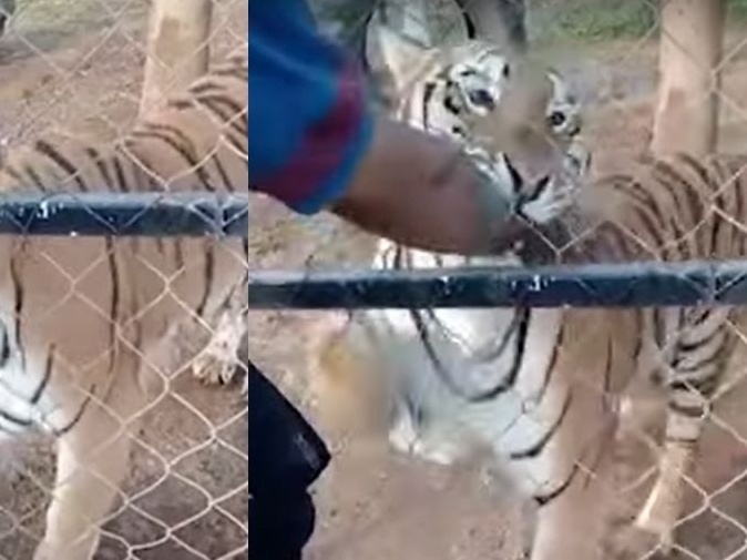 Descuido ou a lei animal. O que levou quatro tigres a matar o domador?