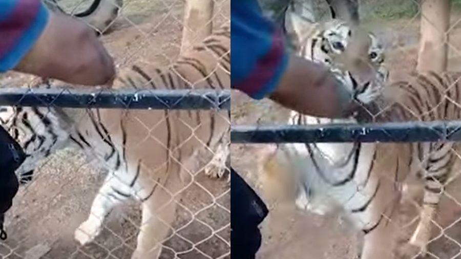 Descuido ou a lei animal. O que levou quatro tigres a matar o domador?