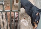 Sete pessoas ficam feridas após ataques de cachorros no interior de SP - Vereador Menezes do Canil/Reprodução de vídeo