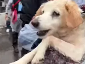 'Preso na situação': por que cão seguiu 'nadando no ar' após resgate no RS