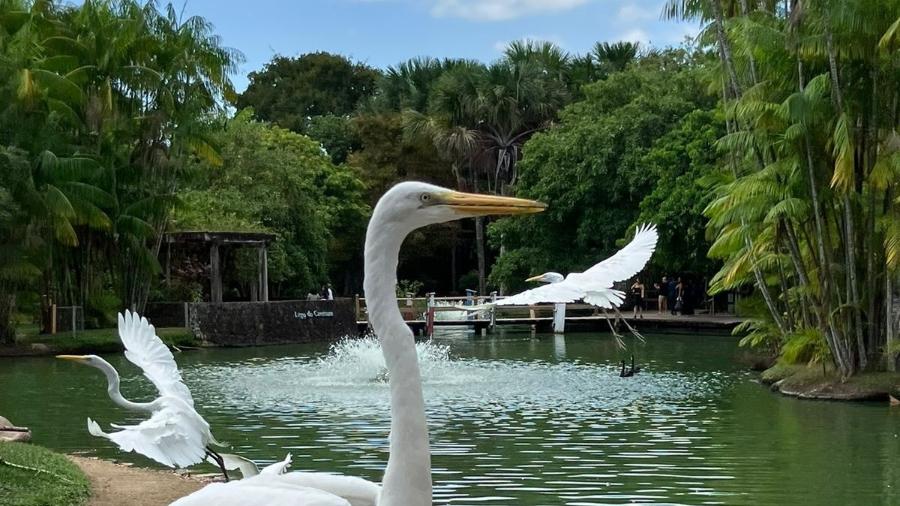 Garças no Mangal das Garças, em Belém