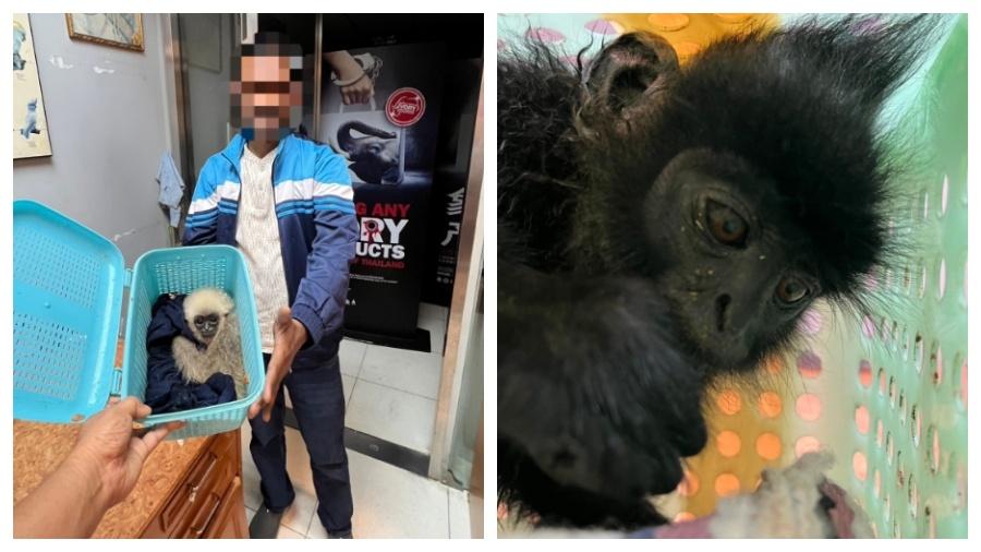 Reprodução/Department of National Parks Wildlife and Plant Conservation of Thailand