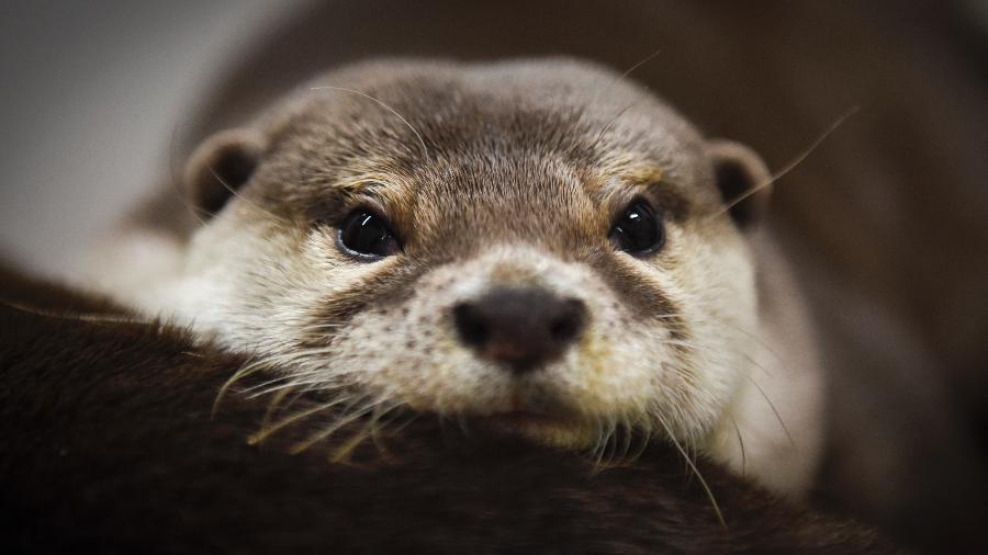 Lontra vive em um café especializado em lontras, em Tóquio, no Japão - Noriko Hayashi/The New York Times