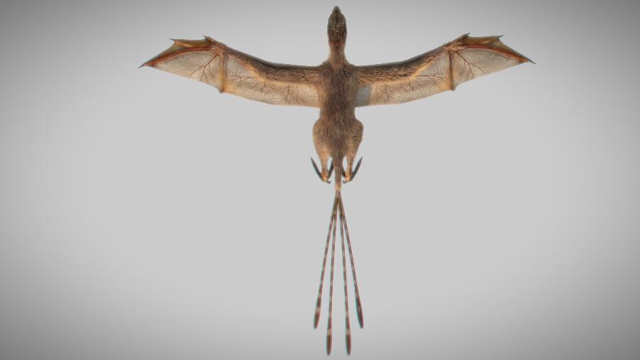 Novo dinossauro descoberto na China tem asas semelhantes às de morcegos - Min Wang, Institute of Vertebrate Paleontology and Paleoanthropology, Chinese Academy of Sciences