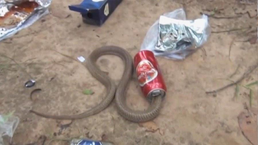 Cobra com a cabeça presa em lata de cerveja descartada no ambiente - Reprodução/Redes Sociais