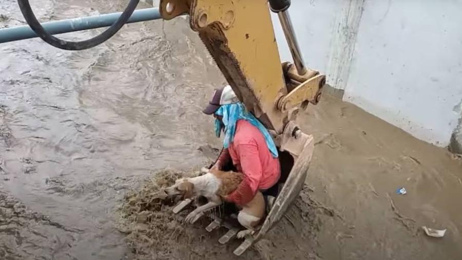 Equipe de trabalhadores improvisaram salvamento e conseguiram resgatar cachorro com vida em meio à correnteza - Reprodução/ViralHog