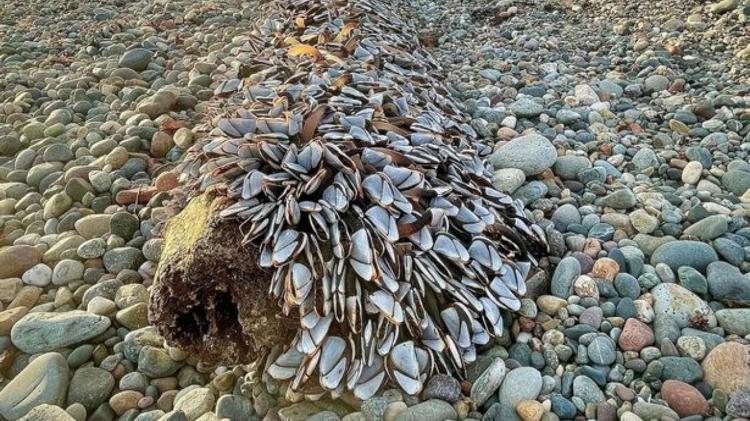     gooseneck mussel - Reproductive/Facebook - Reproductive/Facebook