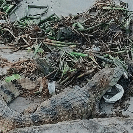 Jacaré adulto apareceu em praia no bairro de Ponta Verde, em Maceió