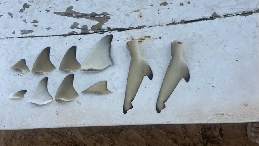 Barbatanas de tubarão-limão foram encontradas por moradores de Fernando de Noronha.