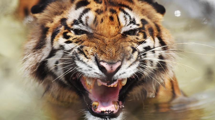 Tigre do Himalaia normalmente habita em altitudes médias e baixas