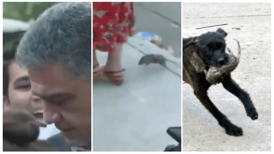 O rato correu entre os pés do prefeito, sob os gritos de repórteres e assessores, até ser abocanhado por um cão