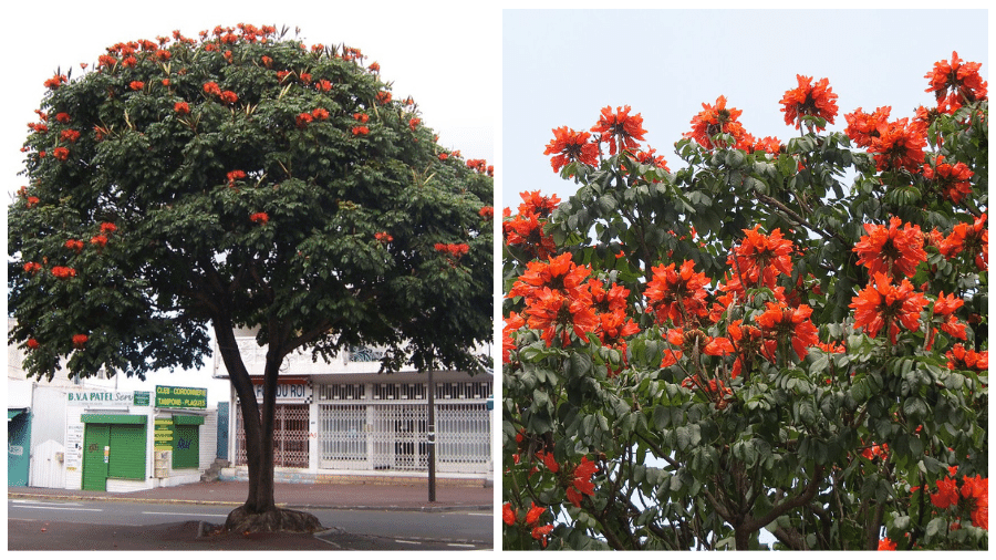A espatódea é uma árvore africana, muito utilizada em projetos urbanísticos de cidades brasileiras 