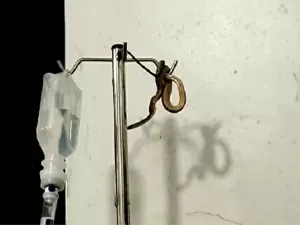 Cobra cai do teto e assusta paciente em unidade de saúde em Goiás