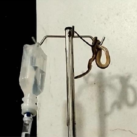 Cobra aparece em posto de saúde no interior de Goiás