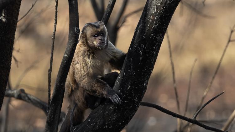 Macaco-prego em tronco de árvore queimada pelo fogo em Miranda (MS)