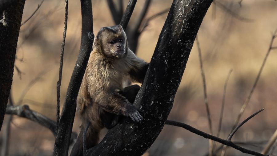 Macaco-prego em tronco de árvore queimada pelo fogo em Miranda (MS)