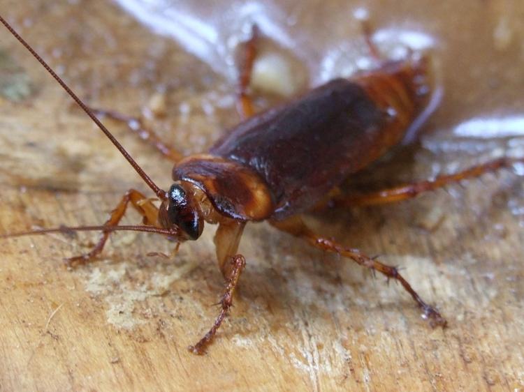 Voadora, a barata americana é a maior espécie urbana, comum em ralos e esgotos