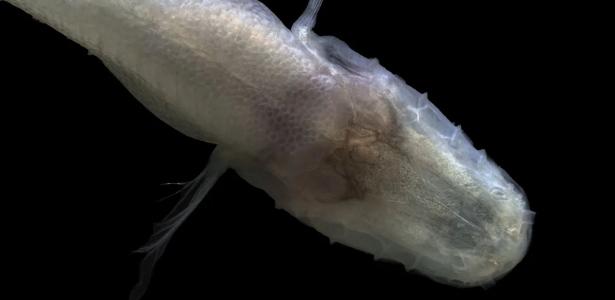 Peixe 'demônio' sem olhos é descoberto nos EUA após cientista escorregar