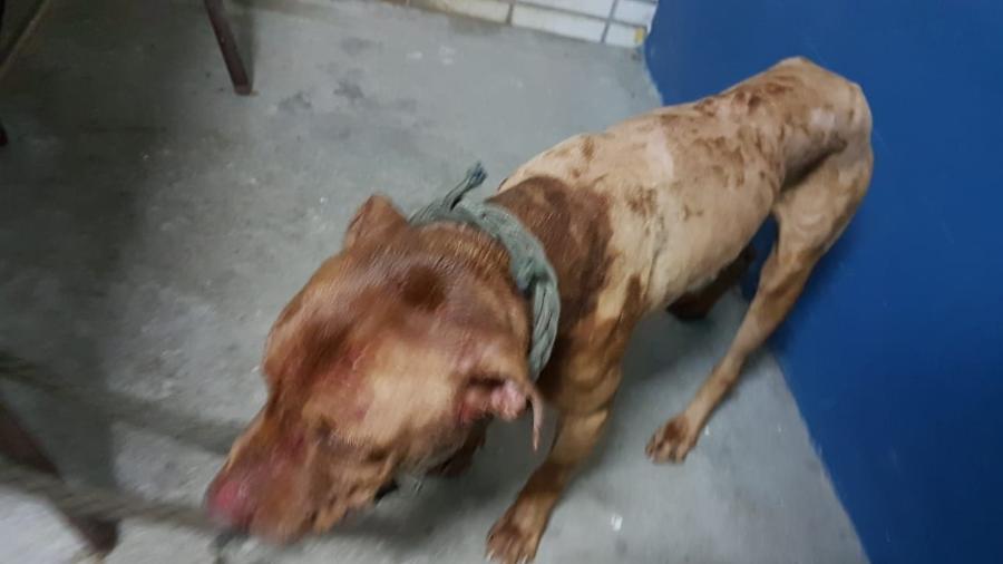 19 cães da raça pitbull foram apreendidos no local e estavam bastante machucados - Divulgação/SSP-SP