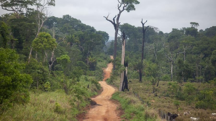 Estrada aberta dentro da Floresta Nacional do Jamanxim, área de reserva ambiental dominada por conflitos agrários, grilagem de terras, garimpos e extração de madeira - Joao Laet / The Guardian