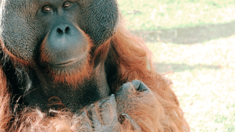 O orangotango Sansão no Zoológico de São Paulo - Reprodução/Facebook Zoológico de São Paulo