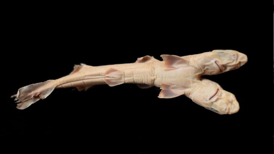 Tubarão de duas cabeças é achado no litoral de SP - Edris Queiroz/Divulgação