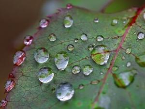 Gotas de orvalho - Getty Images - Getty Images