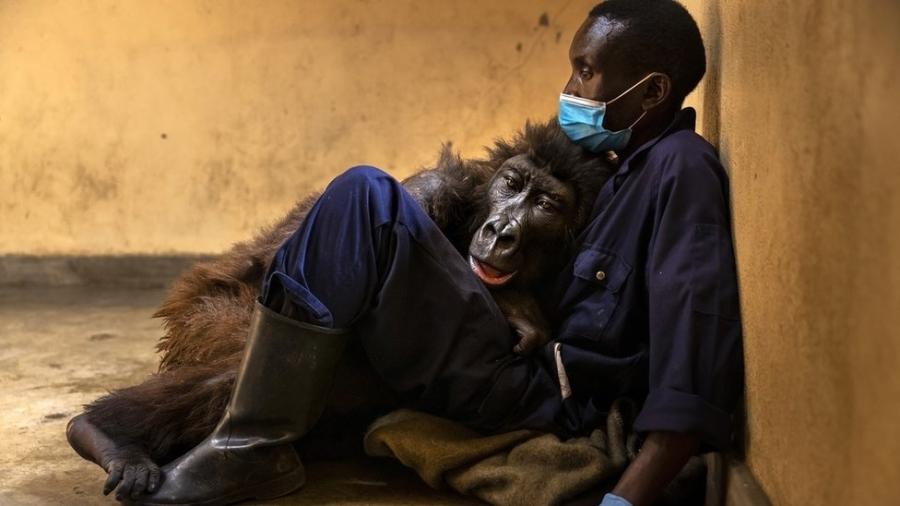 Ndakasi com seu cuidador Andre Bauma, antes de sua morte, que ocorreu dias depois - Getty Images